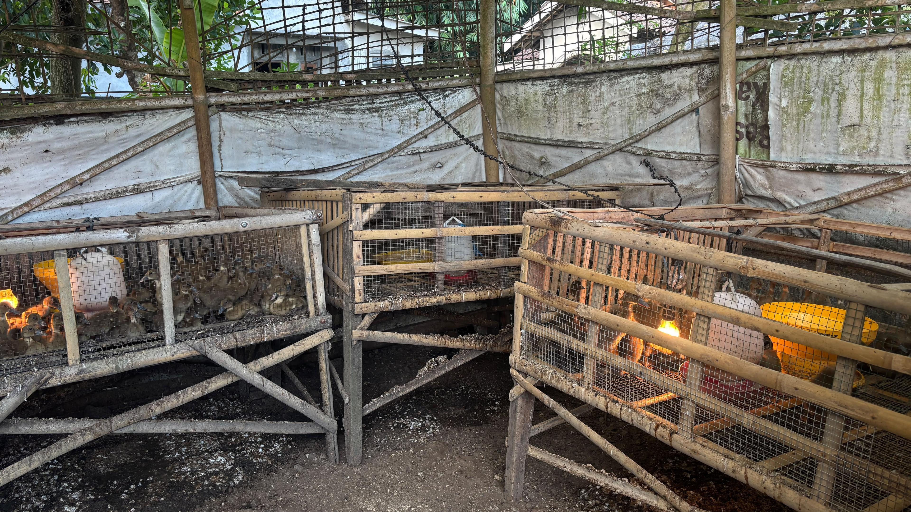 Ternak Bebek dan Jangkrik Pak Azis