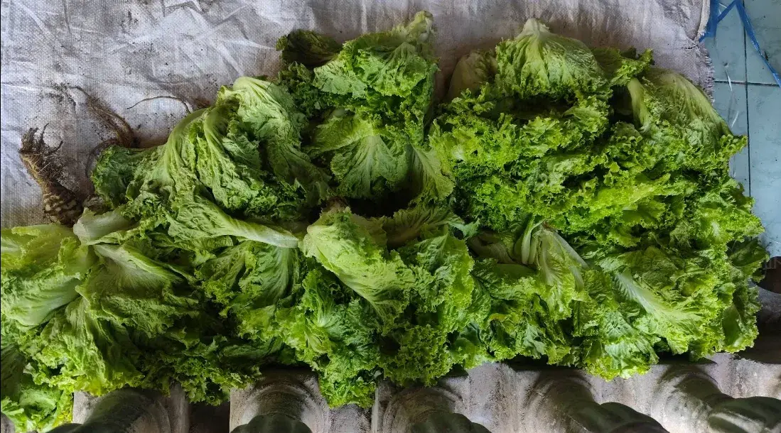 Kelik Sayur